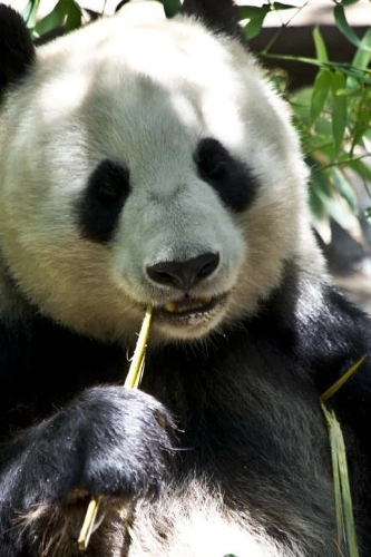Panda with a Toothpick Journal