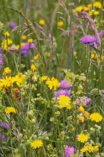 Wildflowers Notebook