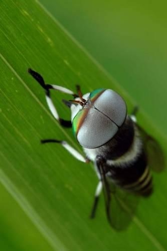 The Horsefly Journal: 150 page lined notebook/diary(English)