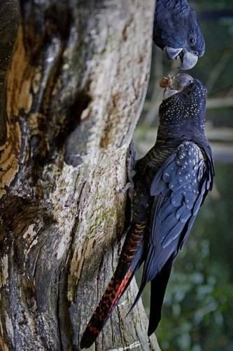 Red Tailed Cockatoo Parrots, for the Love of Australia
