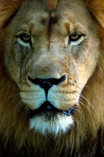 Lion Portrait Journal