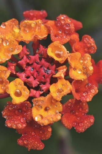 Brilliant Red and Orange Lantana Flowers Covered in Morning Dew Journal: Take Notes, Write Down Memories in this 150 Page Lined Journal