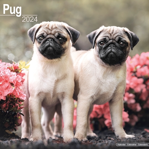 Pug Calendar 2024  Square Dog Breed Wall Calendar - 16 Month