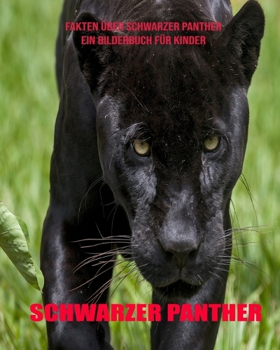 Schwarzer Panther