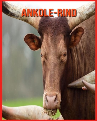 Ankole-Rind