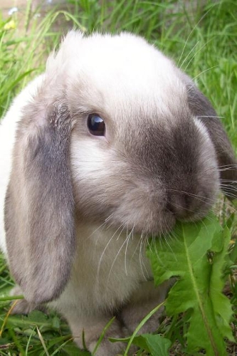 Bunny Rabbit Notebook, Blank Ruled Journal