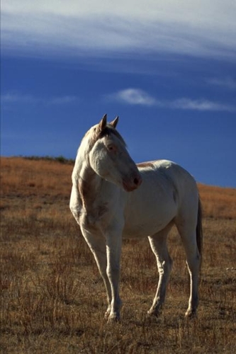 2020 Weekly Planner Horse Photo Equine Standing Horse 134 Pages: 2020 Planners Calendars Organizers Datebooks Appointment Books Agendas