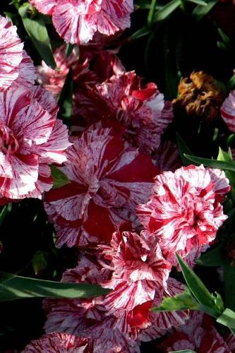 2019 Daily Planner Flowers Pretty Carnations 384 Pages