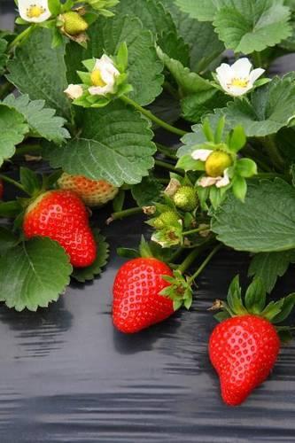 Strawberry Plant Journal