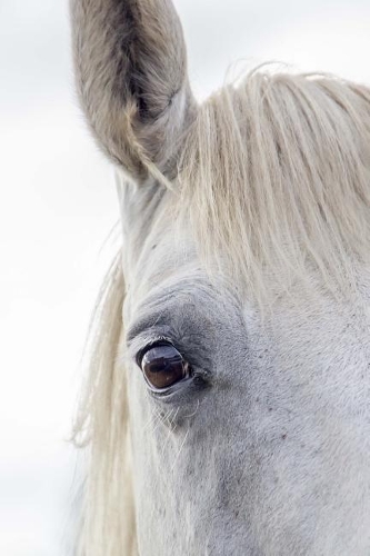 A Wonderful White Horse Up Close Portrait Journal