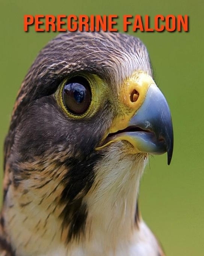 Peregrine Falcon: Amazing Facts about Peregrine Falcon