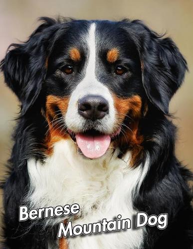 Bernese Mountain Dog
