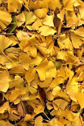 Ginkgo Biloba Leaves Fallen on the Forest Floor Journal