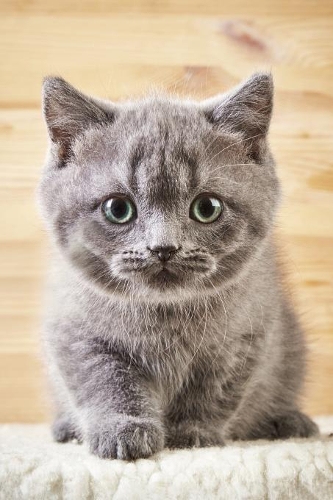 Cute Kitten: Cat - 2020 Weekly Calendar - 12 Months - 107 pages 6 x 9 in. - Planner - Diary - Organizer - Agenda - Appointment - Half Spread Wide Ruled Pages