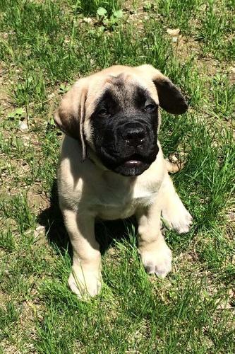 The English Mastiff Dog Journal