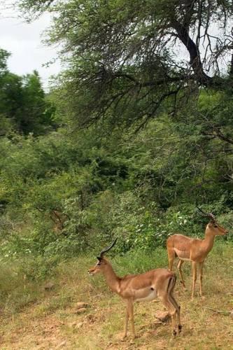 A Pair of Kob in South Africa, for the Love of Animals: Blank 150 Page Lined Journal for Your Thoughts, Ideas, and Inspiration(English)