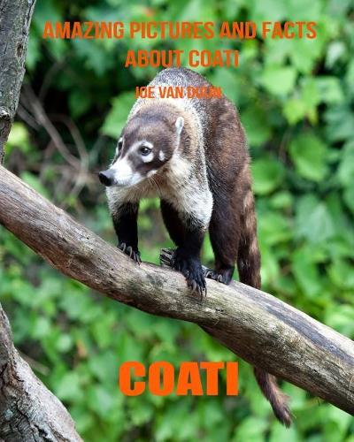 Coati: Amazing Pictures and Facts about Coati