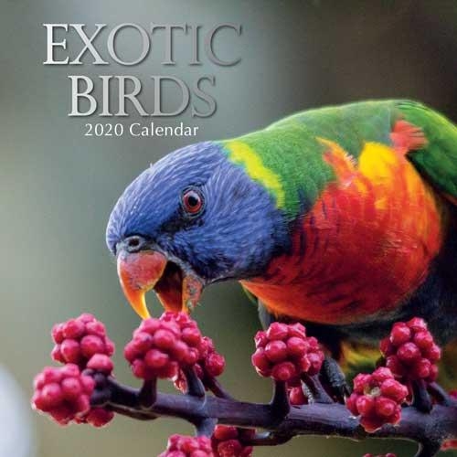 Exotic Birds