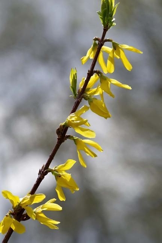 Forsythia in Springtime Journal