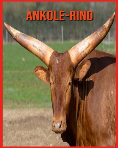 Ankole-Rind