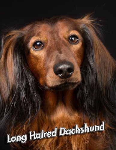 Long Haired Dachshund