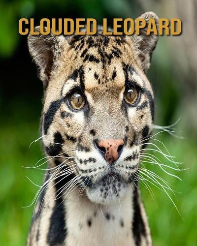 Clouded Leopard