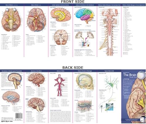 Anatomical Chart Company's Illustrated Pocket Anatomy: Anatomy of The Brain Study Guide: A Folding Self-Testing Guide of Illustrated Pocket Anatomy(Anatomical Chart Company's Illustrated Pocket Anatomy)