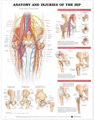 Anatomy and Injuries of the Hip Anatomical Chart: (English)