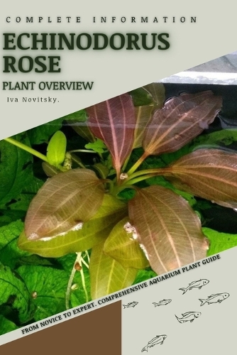 Echinodorus Rose