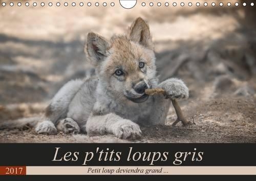 Les P'tits Loups Gris 2017: Petit Loup Deviendra Grand ...(Calvendo Animaux)