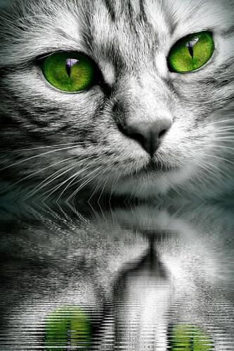 Cool Cat with Green Eyes