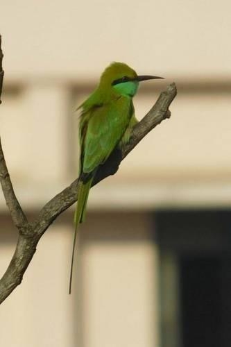 Green Bee Eater Bird (Birds of the World)