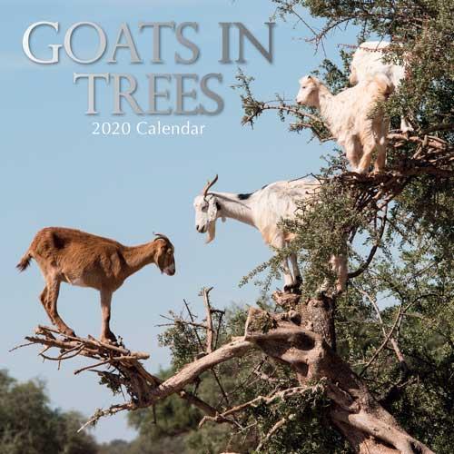 Goats in Trees