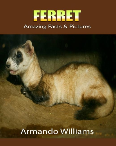 Ferret