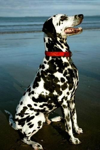 The Dalmation Dog Journal