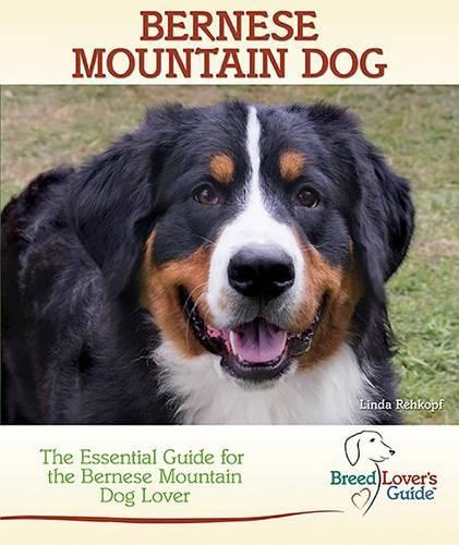 Bernese Mountain Dog