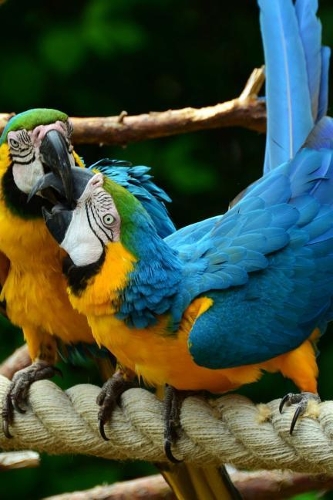 Blue and Gold Macaw Parrots Pair on a Rope Journal