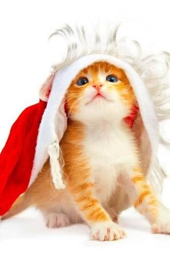 A Cute Tabby Cat Trying to Wear Santa's Christmas Hat