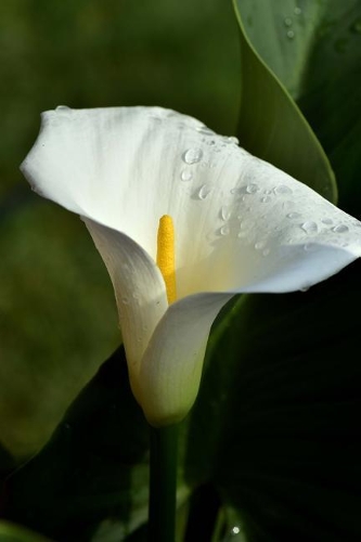 calla