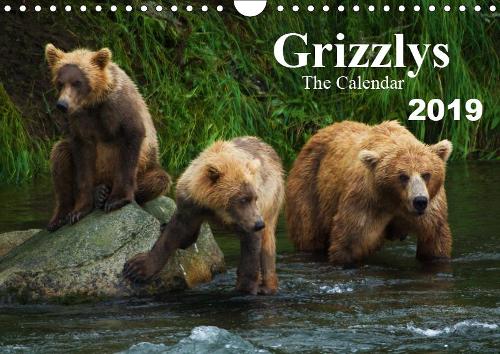 Grizzlys - The Calendar UK-Version 2019