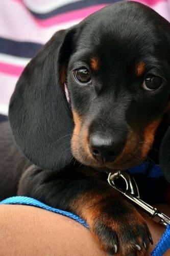 A Cute Dachshund Puppy, for the Love of Dogs