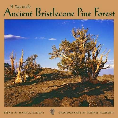 A Day in the Ancient Bristlecone Pine Forest