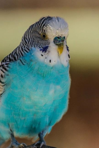 A Stunning Blue Parakeet Bird Perched Journal: Take Notes, Write Down Memories in this 150 Page Lined Journal