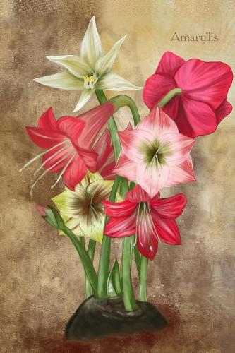 Amaryllis