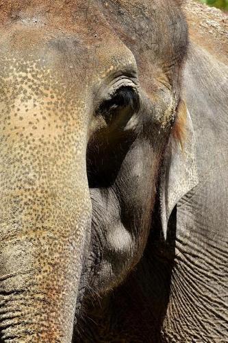 Face to Face with An Elephant Journal