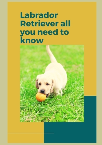 How to Train a Labrador Retriever