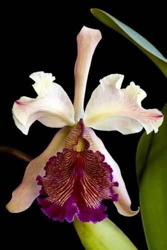 Cattleya Dowiana Orchid Flower Journal