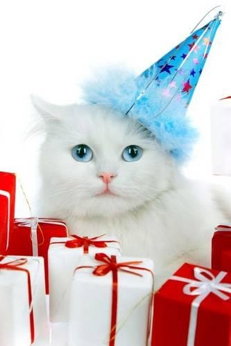 A Cute White Cat in a Blue Hat Ready for Christmas