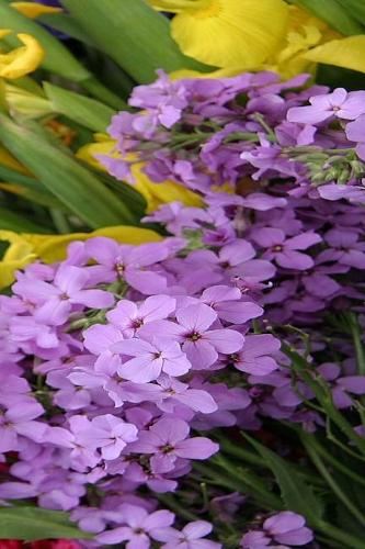 2019 Daily Planner Flowers Pretty Colors 384 Pages: (2019 Planners Calendars Organizers Datebooks Appointment Books Agendas)