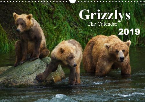 Grizzlys - The Calendar UK-Version 2019